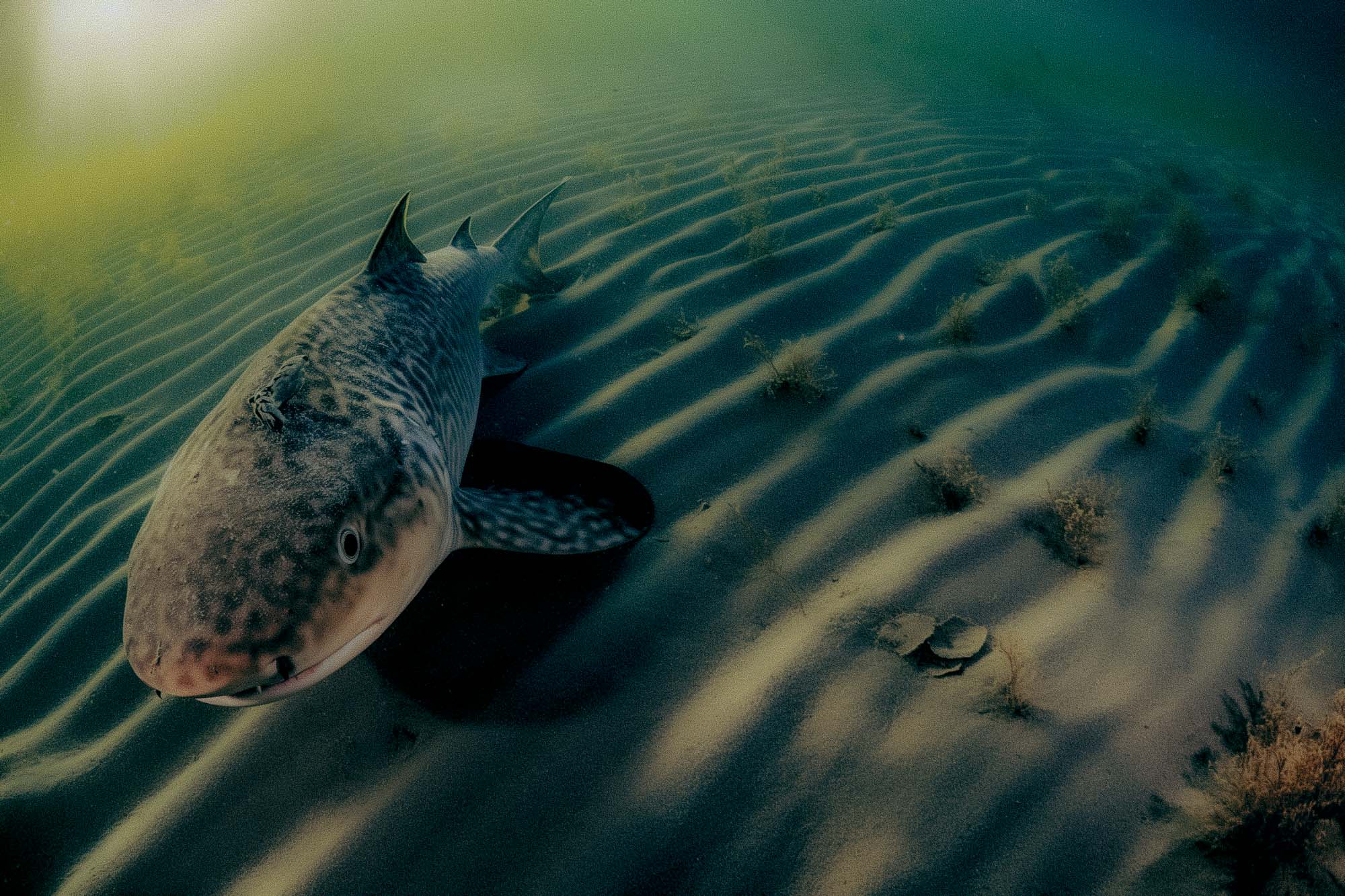 Greenland Sharks: Earth’s Longest-Living Vertebrates